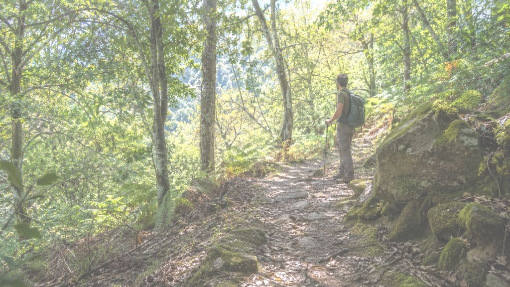 Hombre en el bosque